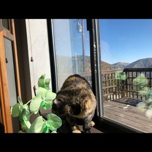 Meet your Posher, Rossie